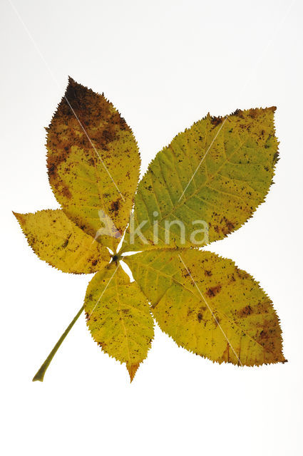 Witte paardenkastanje (Aesculus hippocastanum)