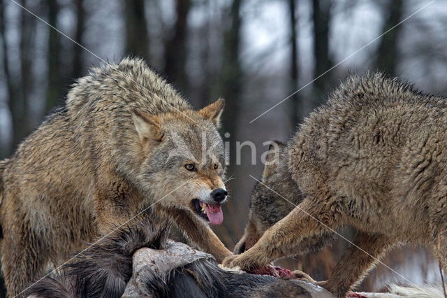 Grey Wolf (Canis lupus)