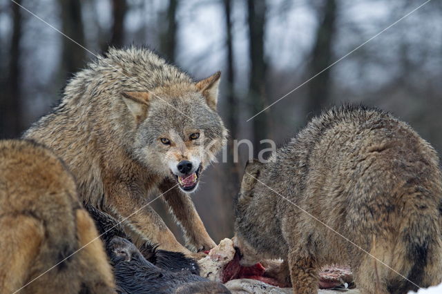 Grey Wolf (Canis lupus)