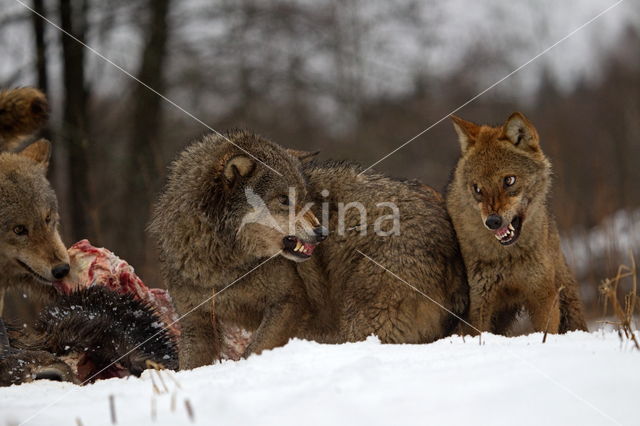 Grey Wolf (Canis lupus)