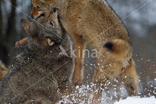 Grey Wolf (Canis lupus)