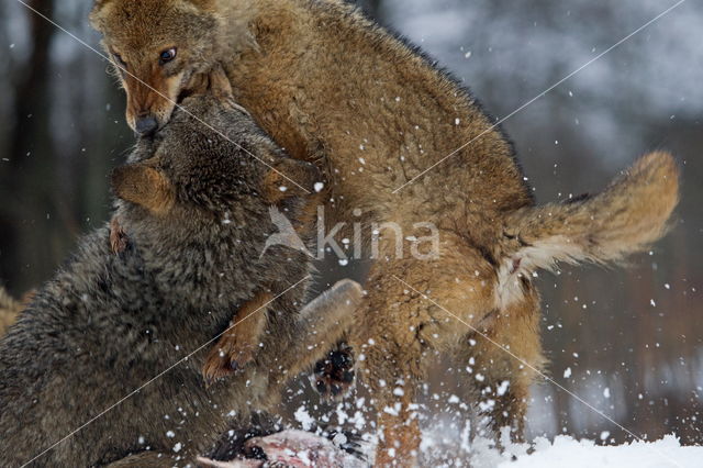 Grey Wolf (Canis lupus)