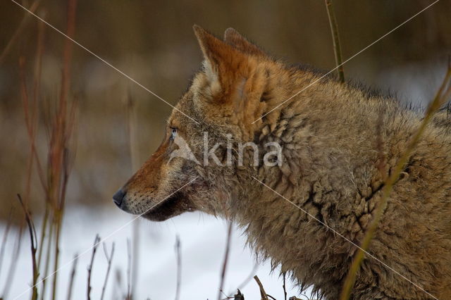 Grey Wolf (Canis lupus)