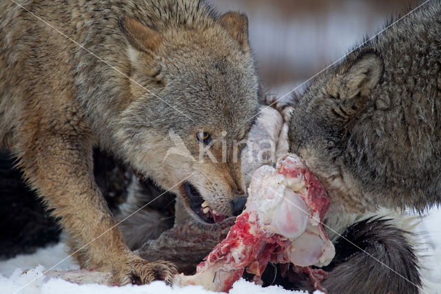 Grey Wolf (Canis lupus)