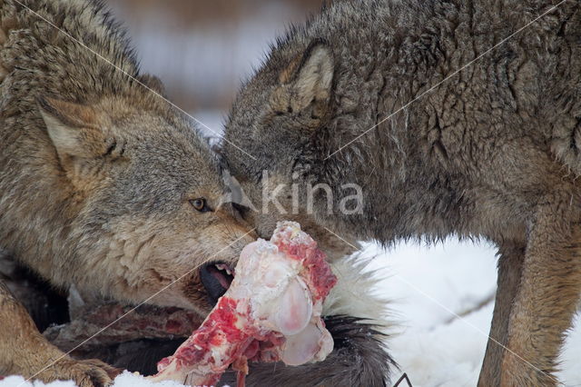 Grey Wolf (Canis lupus)