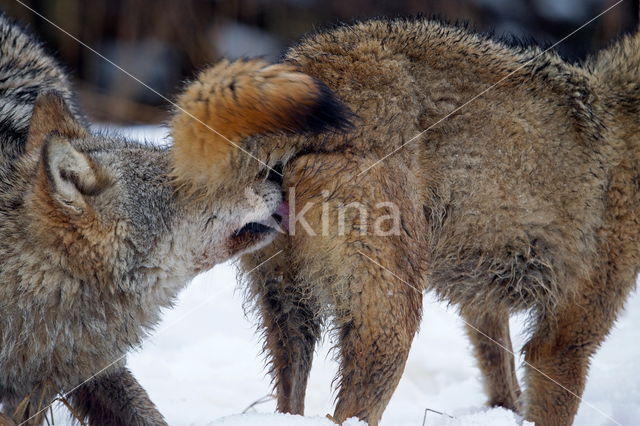 Grey Wolf (Canis lupus)