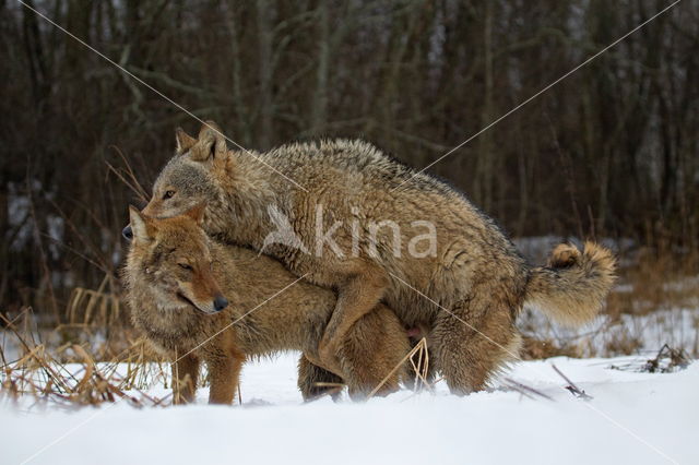 Grey Wolf (Canis lupus)