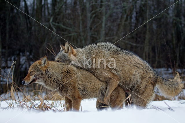 Grey Wolf (Canis lupus)