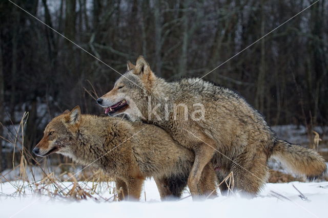 Grey Wolf (Canis lupus)