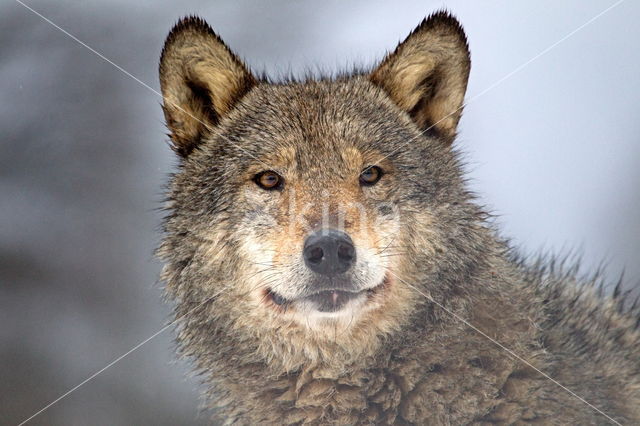 Grey Wolf (Canis lupus)