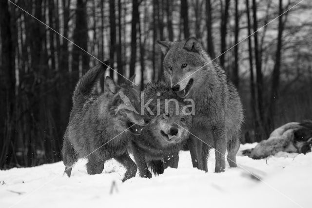 Grey Wolf (Canis lupus)