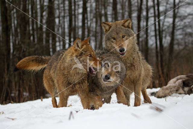 Grey Wolf (Canis lupus)