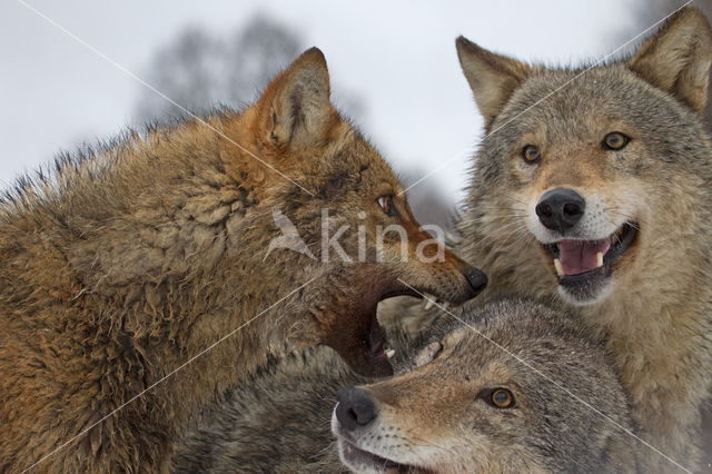 Grey Wolf (Canis lupus)