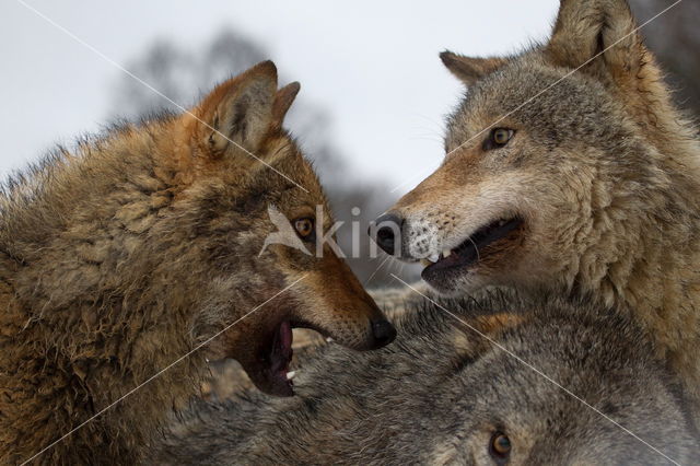 Grey Wolf (Canis lupus)