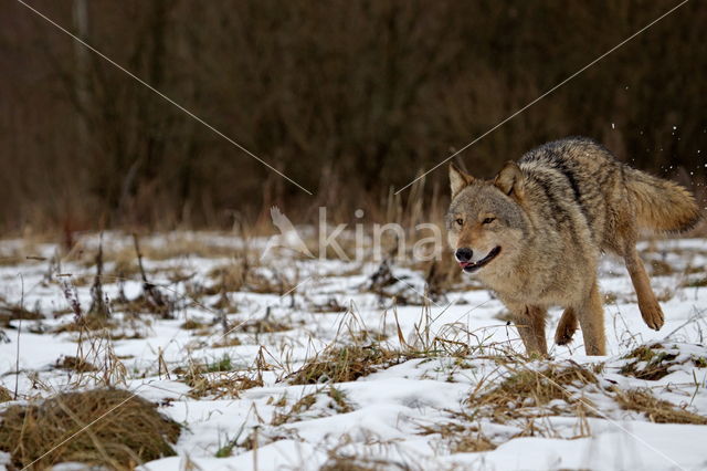 Grey Wolf (Canis lupus)