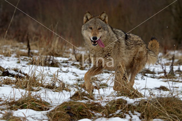 Grey Wolf (Canis lupus)