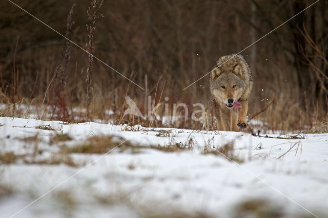 Grey Wolf (Canis lupus)