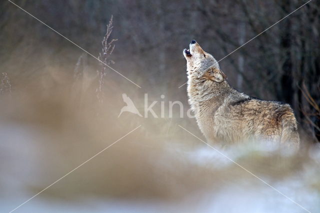 Grey Wolf (Canis lupus)