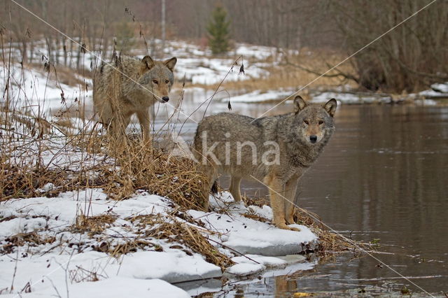 Grey Wolf (Canis lupus)