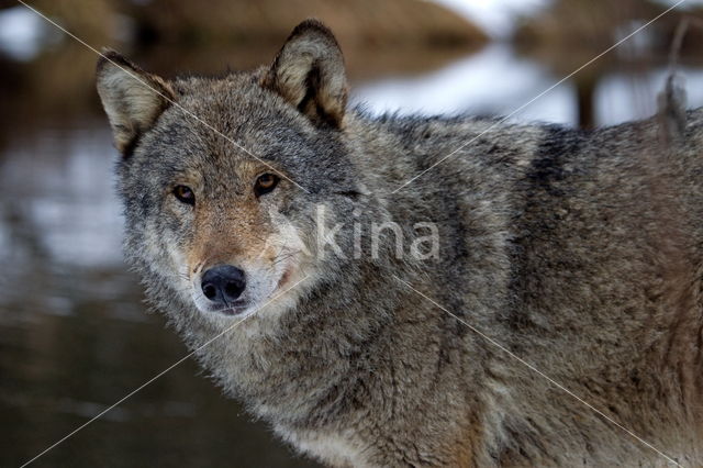 Grey Wolf (Canis lupus)