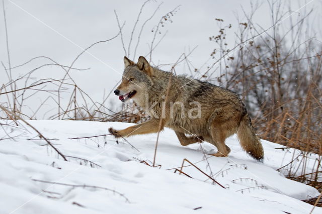 Grey Wolf (Canis lupus)