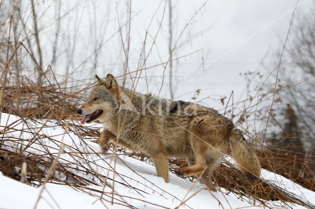 Grey Wolf (Canis lupus)