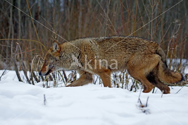 Grey Wolf (Canis lupus)