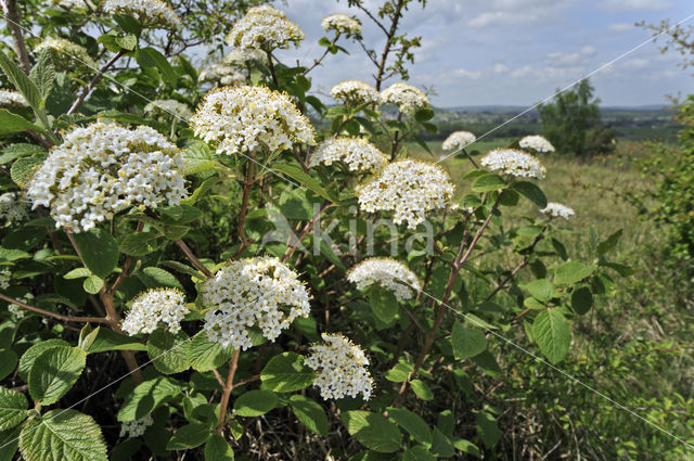 Wollige sneeuwbal (Viburnum lantana)