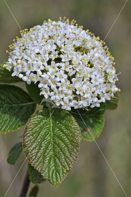 Wollige sneeuwbal (Viburnum lantana)