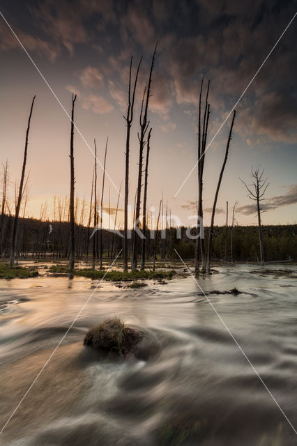 Yellowstone national park