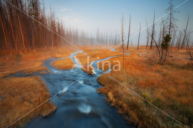 Yellowstone national park