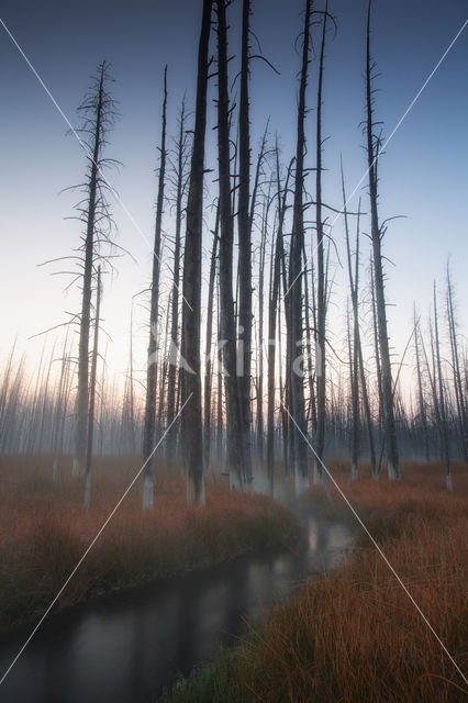 Yellowstone national park