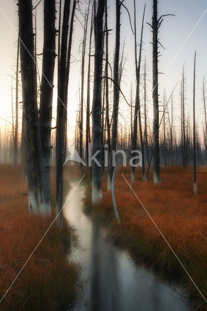 Yellowstone national park