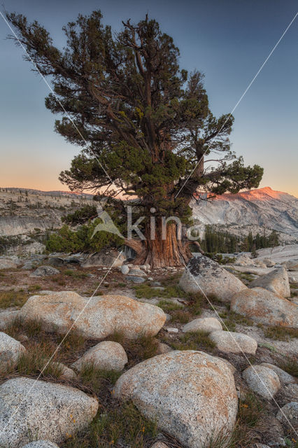 Yosemite National Park