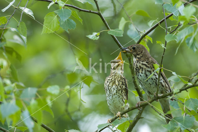 Song Thrush (Turdus philomelos)