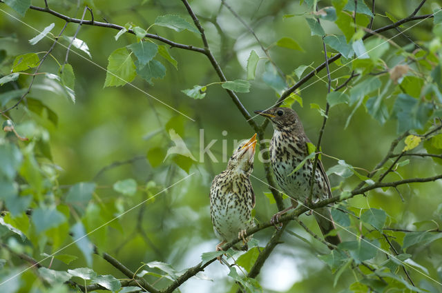 Zanglijster (Turdus philomelos)