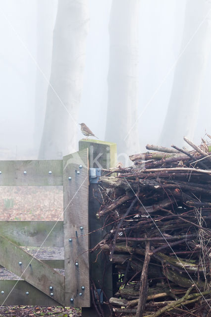 Zanglijster (Turdus philomelos)