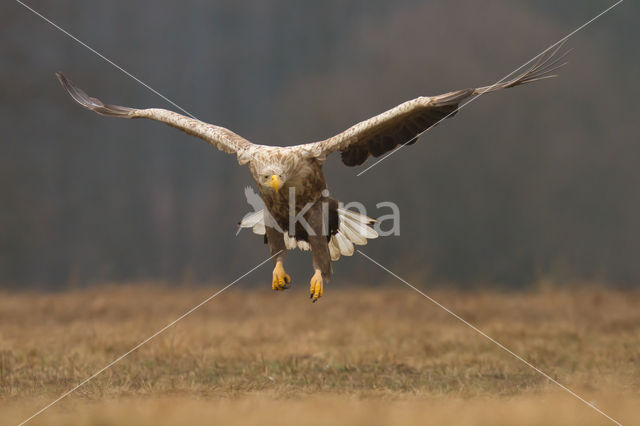 Zeearend (Haliaeetus albicilla)