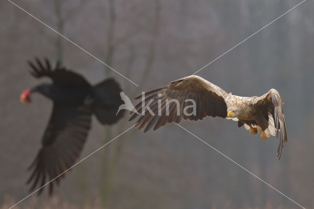 Zeearend (Haliaeetus albicilla)