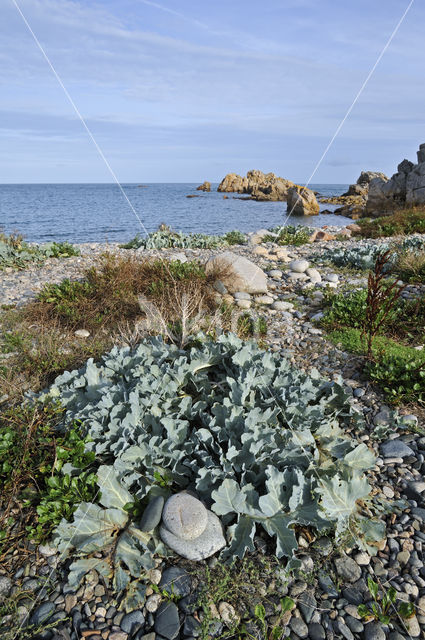 Zeekool (Crambe maritima)