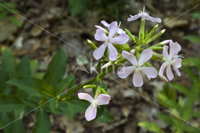 Soapwort (Saponaria officinalis)