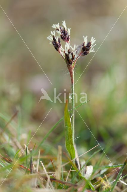 Sedge (Carex spec.)