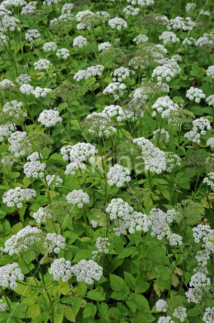 Zevenblad (Aegopodium podagraria)