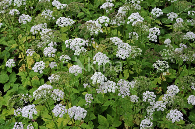 Zevenblad (Aegopodium podagraria)