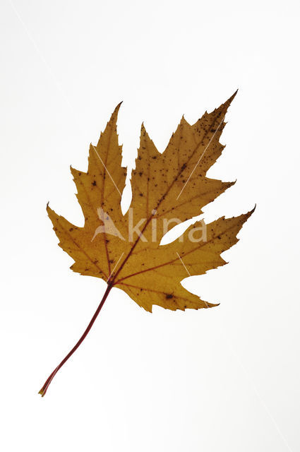 silver maple (Acer saccharinum)