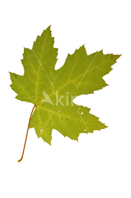 silver maple (Acer saccharinum)