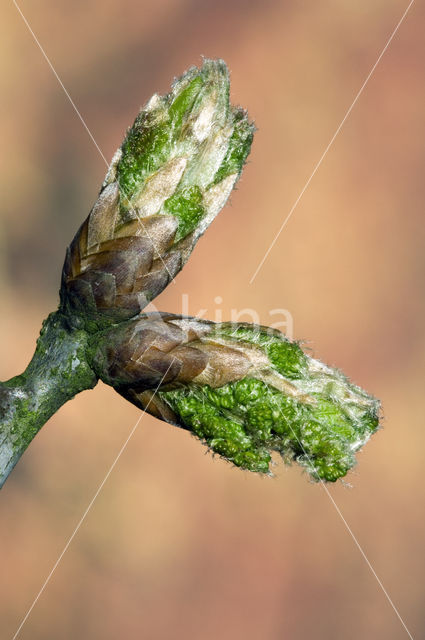 Zomereik (Quercus robur)