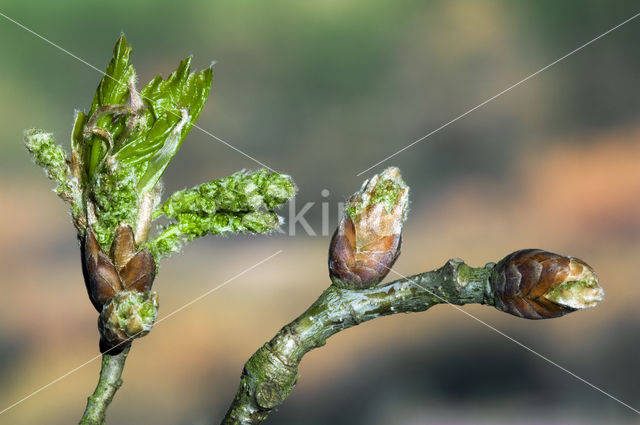 Zomereik (Quercus robur)