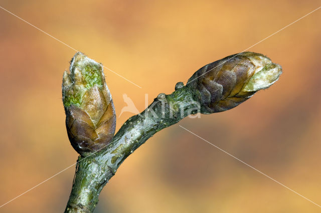 Zomereik (Quercus robur)