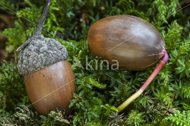 Zomereik (Quercus robur)